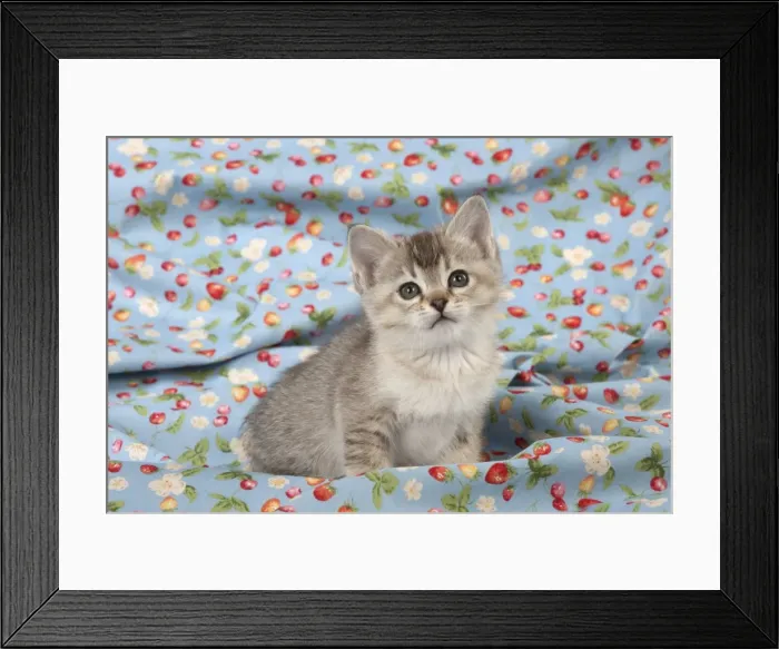 Framed Print : Picture No. 11772044 Framed Print : Picture No. 11772044