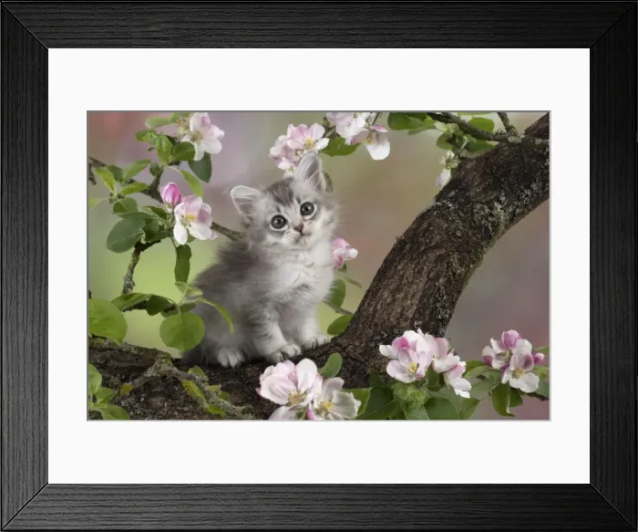 Framed Print : Picture No. 11772049
