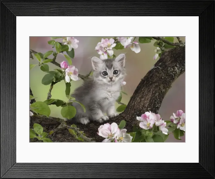 Framed Print : Picture No. 11772051 Framed Print : Picture No. 11772051