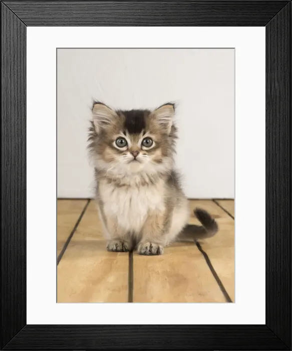 Framed Print : Picture No. 11772054 Framed Print : Picture No. 11772054