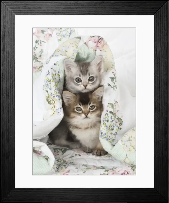 Framed Print : Picture No. 11772056 Framed Print : Picture No. 11772056