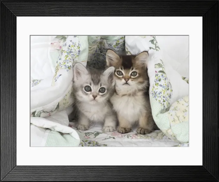 Framed Print : Picture No. 11772057 Framed Print : Picture No. 11772057