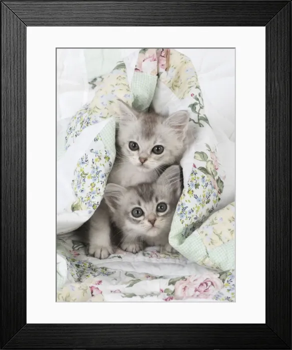 Framed Print : Picture No. 11772058 Framed Print : Picture No. 11772058