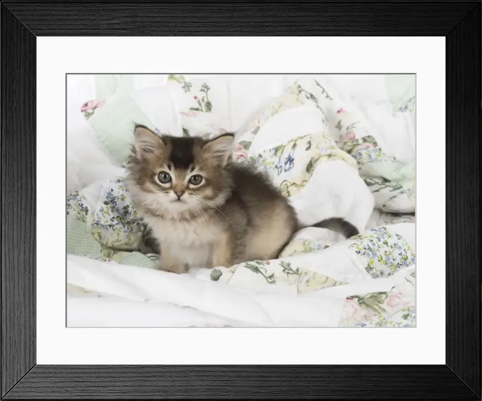 Framed Print : Picture No. 11772061 Framed Print : Picture No. 11772061