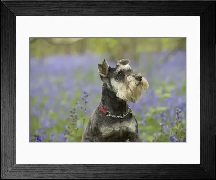 Framed Print : Picture No. 11772062 Framed Print : Picture No. 11772062