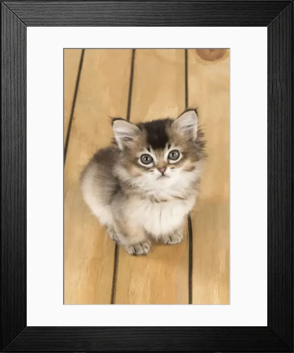 Framed Print : Picture No. 11772055 Framed Print : Picture No. 11772055