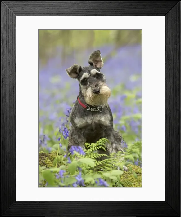 Framed Print : Picture No. 11772064 Framed Print : Picture No. 11772064