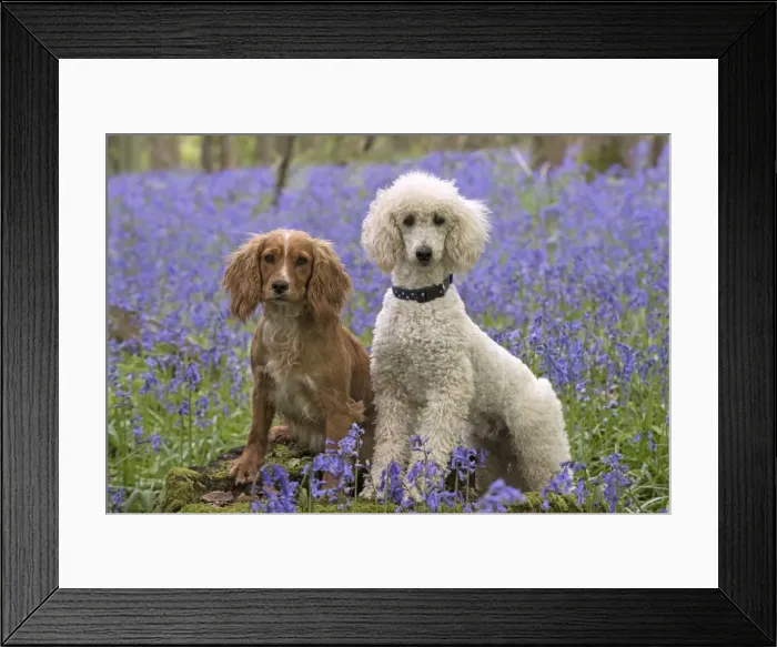 Framed Print : Picture No. 11772066 Framed Print : Picture No. 11772066