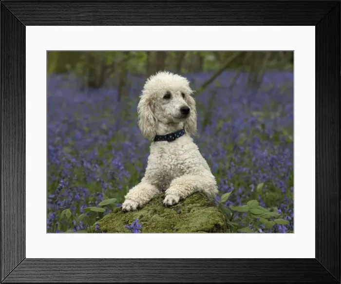 Framed Print : Picture No. 11772068 Framed Print : Picture No. 11772068