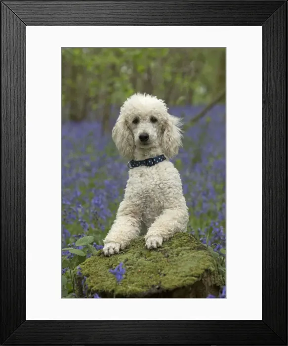 Framed Print : Picture No. 11772069 Framed Print : Picture No. 11772069
