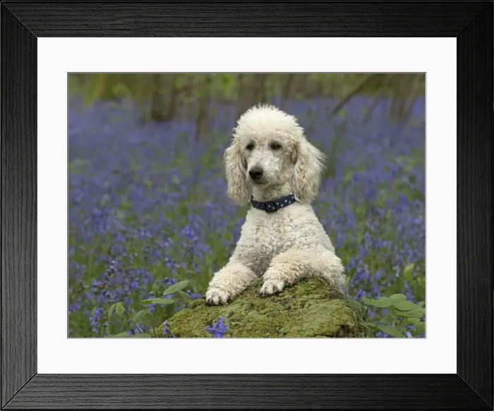 Framed Print : Picture No. 11772067 Framed Print : Picture No. 11772067