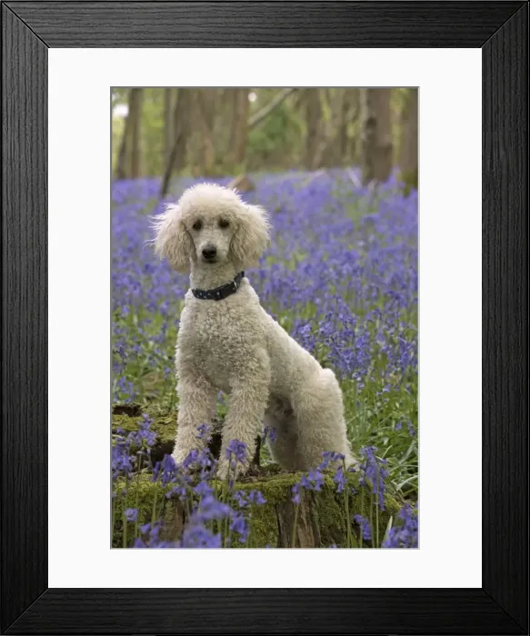 Framed Print : Picture No. 11772071 Framed Print : Picture No. 11772071