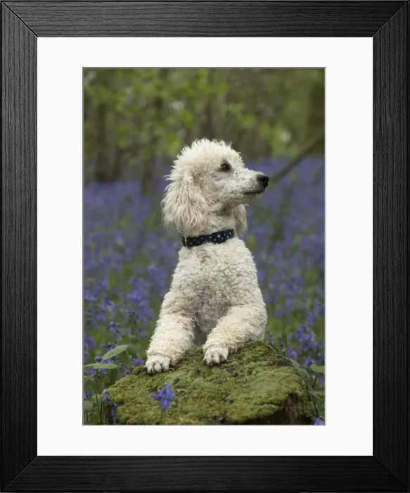 Framed Print : Picture No. 11772070 Framed Print : Picture No. 11772070