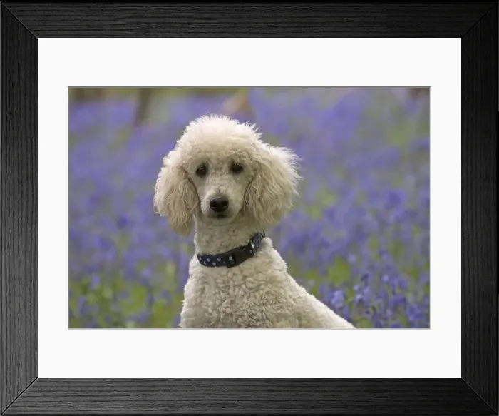 Framed Print : Picture No. 11772072 Framed Print : Picture No. 11772072