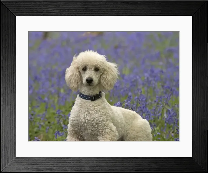 Framed Print : Picture No. 11772073 Framed Print : Picture No. 11772073