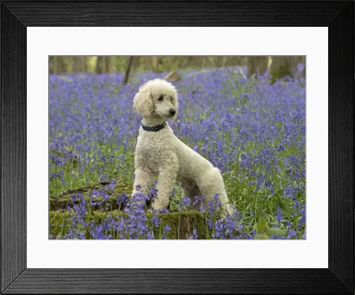 Framed Print : Picture No. 11772075 Framed Print : Picture No. 11772075