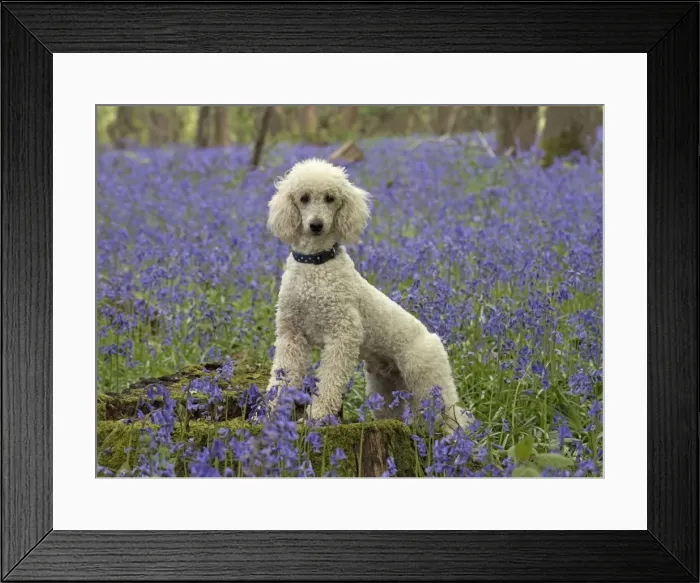 Framed Print : Picture No. 11772074 Framed Print : Picture No. 11772074