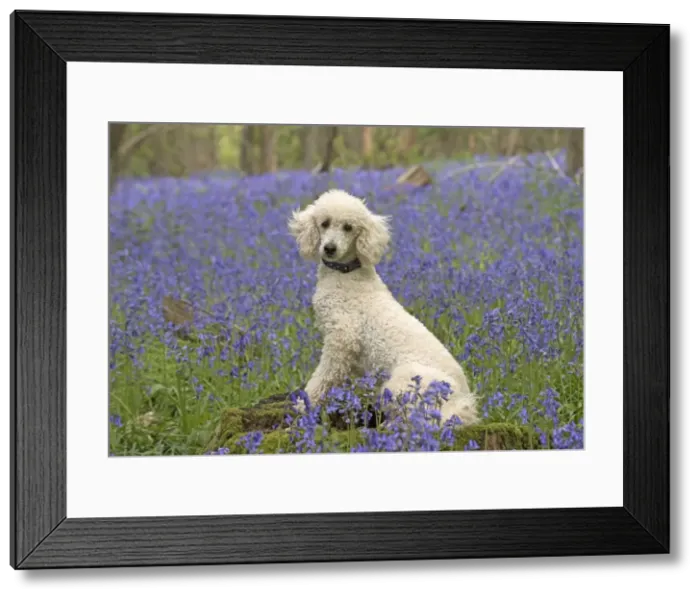 Framed Print : Picture No. 11772076 Framed Print : Picture No. 11772076
