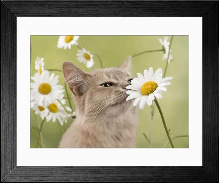 Framed Print : Picture No. 11772080 Framed Print : Picture No. 11772080