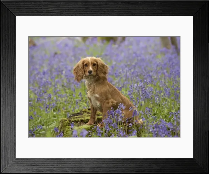 Framed Print : Picture No. 11772079 Framed Print : Picture No. 11772079