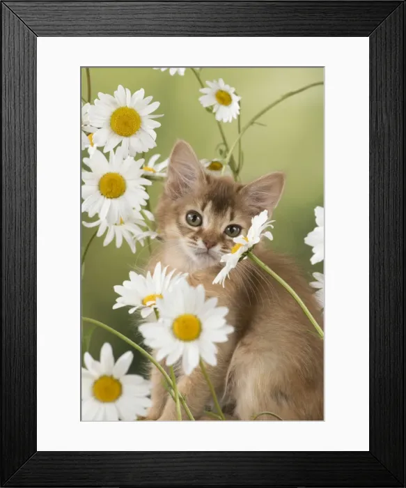 Framed Print : Picture No. 11772082 Framed Print : Picture No. 11772082