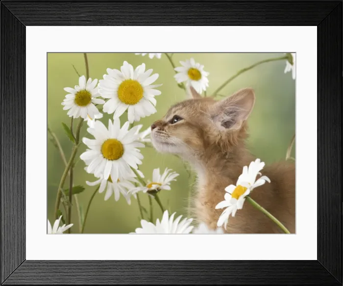 Framed Print : Picture No. 11772083 Framed Print : Picture No. 11772083