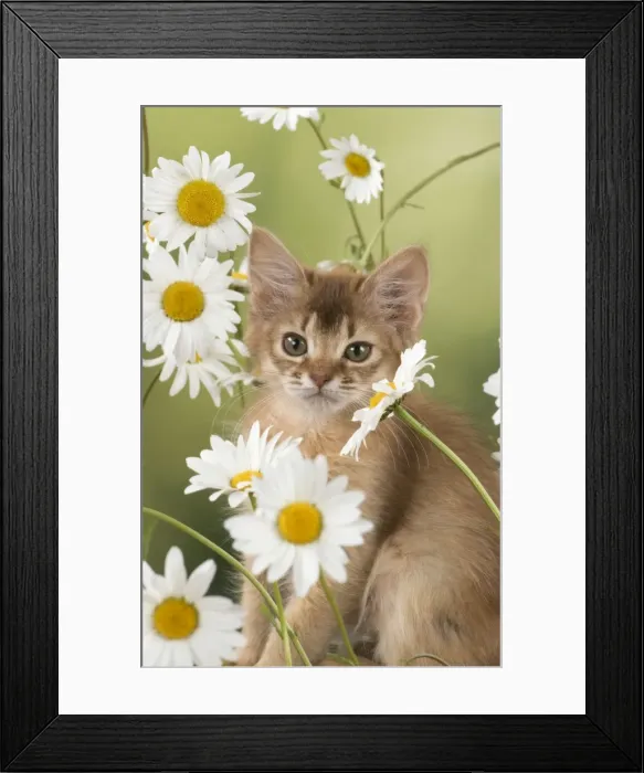 Framed Print : Picture No. 11772081 Framed Print : Picture No. 11772081