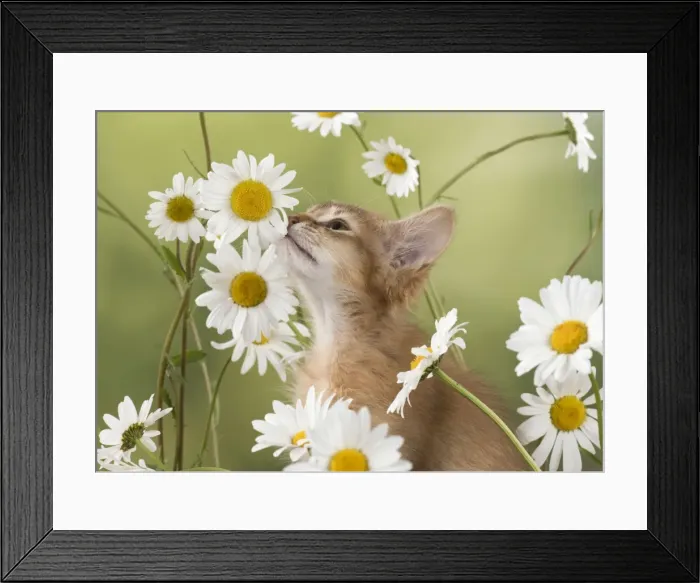Framed Print : Picture No. 11772084 Framed Print : Picture No. 11772084