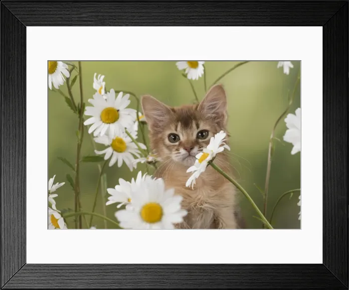 Framed Print : Picture No. 11772086 Framed Print : Picture No. 11772086