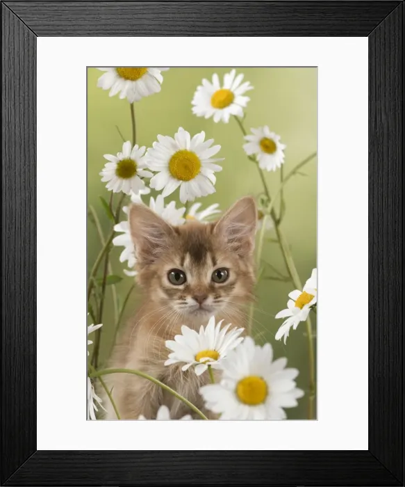 Framed Print : Picture No. 11772085 Framed Print : Picture No. 11772085