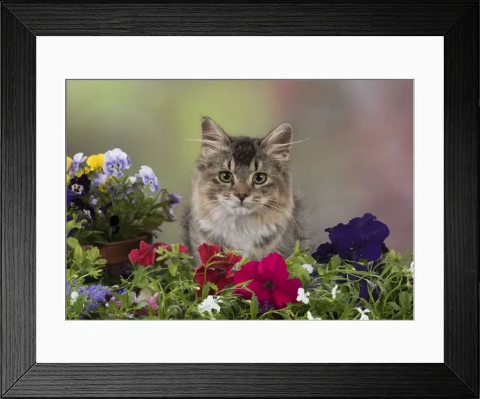 Framed Print : Picture No. 11772087 Framed Print : Picture No. 11772087