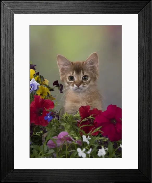 Framed Print : Picture No. 11772089 Framed Print : Picture No. 11772089