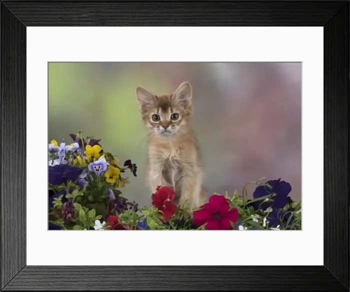 Framed Print : Picture No. 11772088 Framed Print : Picture No. 11772088