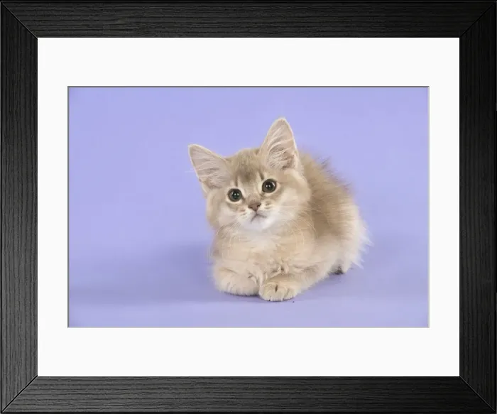 Framed Print : Picture No. 11772095 Framed Print : Picture No. 11772095