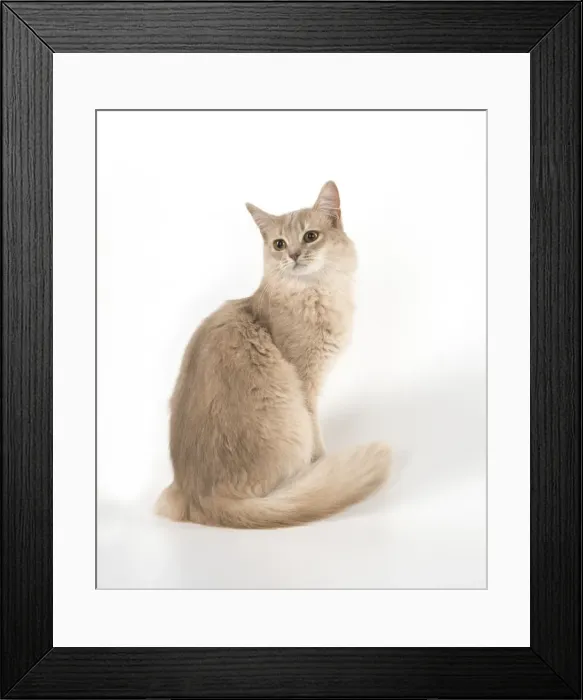 Framed Print : Picture No. 11772096 Framed Print : Picture No. 11772096