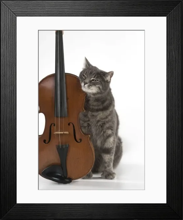 Framed Print : Picture No. 11772098 Framed Print : Picture No. 11772098