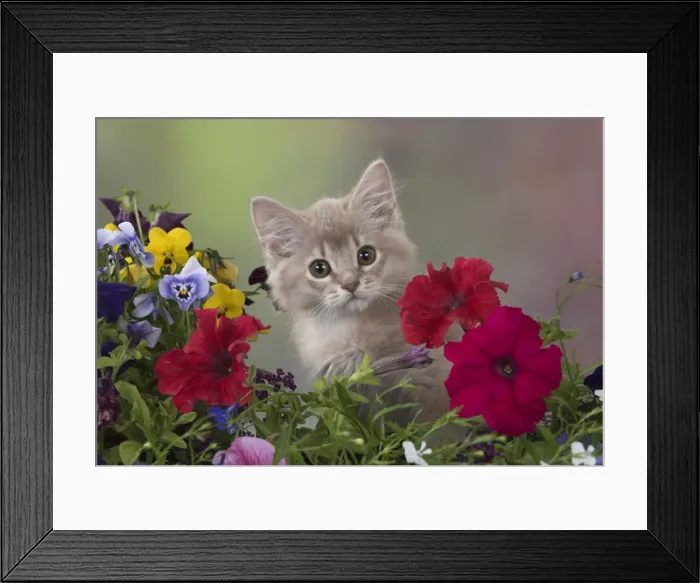 Framed Print : Picture No. 11772090 Framed Print : Picture No. 11772090