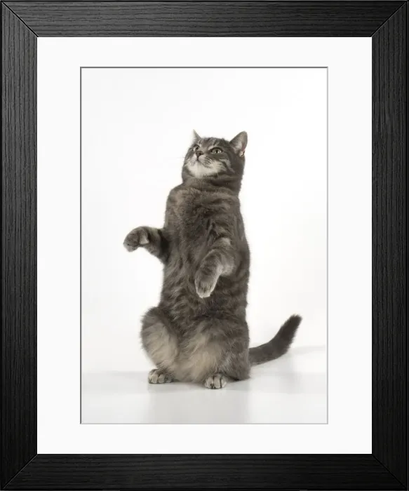 Framed Print : Picture No. 11772100 Framed Print : Picture No. 11772100