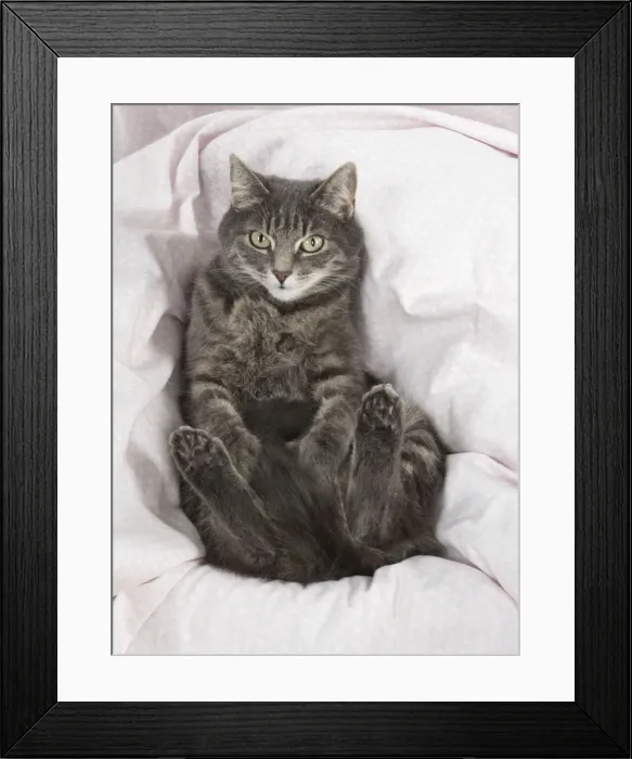 Framed Print : Picture No. 11772101 Framed Print : Picture No. 11772101