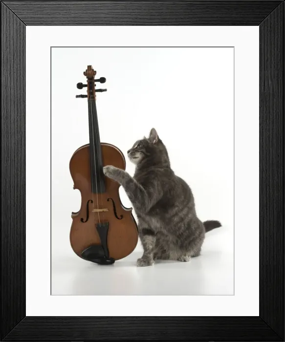 Framed Print : Picture No. 11772099 Framed Print : Picture No. 11772099