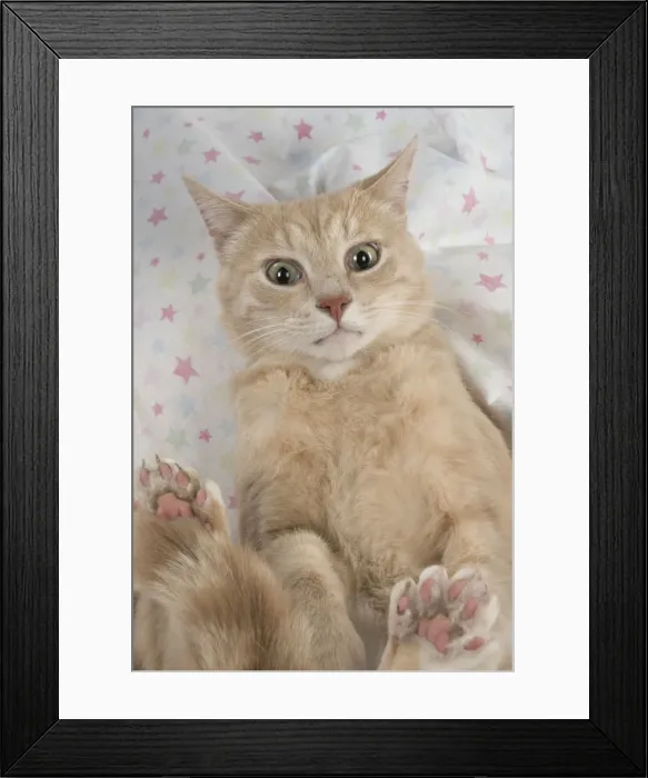Framed Print : Picture No. 11772103 Framed Print : Picture No. 11772103