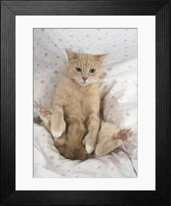 Framed Print : Picture No. 11772104 Framed Print : Picture No. 11772104