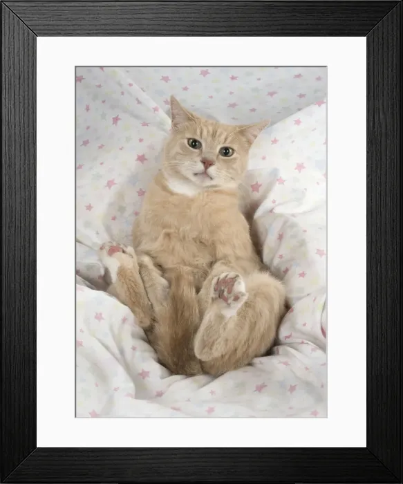 Framed Print : Picture No. 11772105 Framed Print : Picture No. 11772105