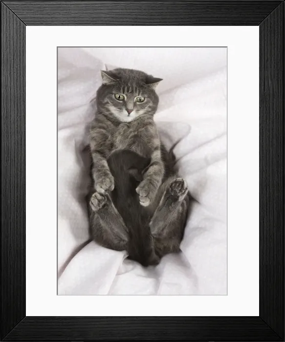 Framed Print : Picture No. 11772102 Framed Print : Picture No. 11772102
