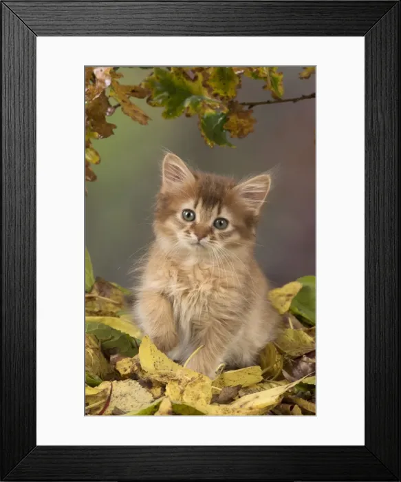 Framed Print : Picture No. 11772106 Framed Print : Picture No. 11772106