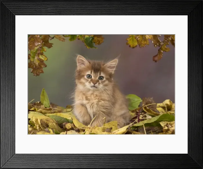 Framed Print : Picture No. 11772107 Framed Print : Picture No. 11772107