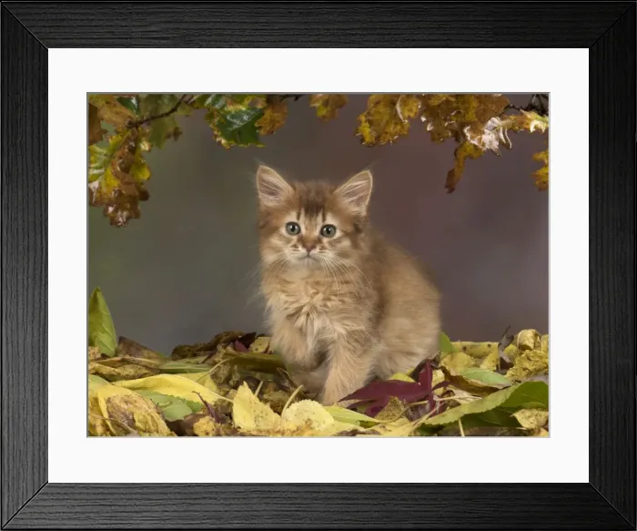Framed Print : Picture No. 11772109 Framed Print : Picture No. 11772109