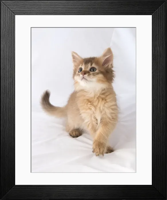 Framed Print : Picture No. 11772112 Framed Print : Picture No. 11772112