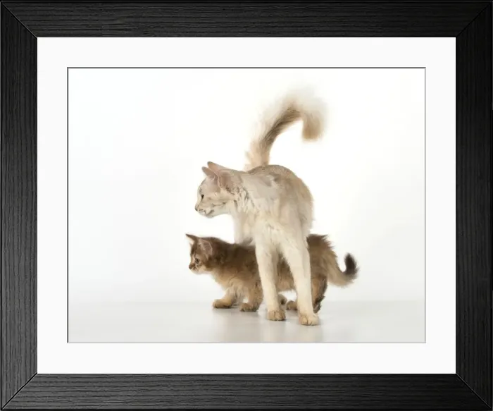 Framed Print : Picture No. 11772114 Framed Print : Picture No. 11772114