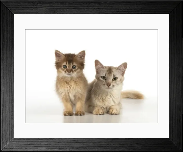 Framed Print : Picture No. 11772115 Framed Print : Picture No. 11772115